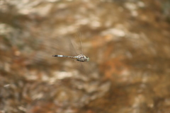 Zygonyx natalensis