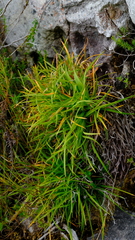Capeobolus brevicaulis