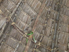 Philothamnus punctatus