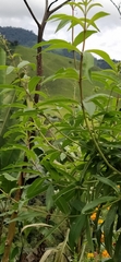 Aloysia citrodora