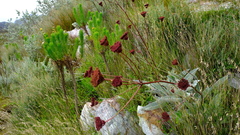 Hermas gigantea