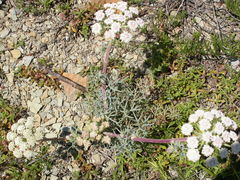 Seseli ponticum