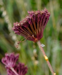 Hermas gigantea