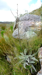 Hermas gigantea