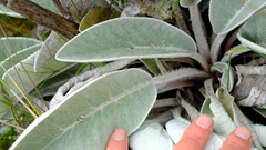 Hermas gigantea