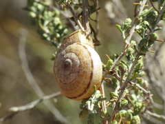 Xerosecta