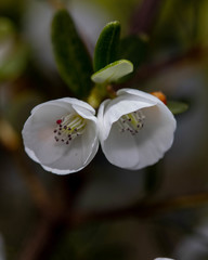 Eucryphia milliganii
