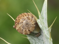 Xerosecta