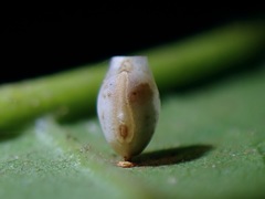 Asceles