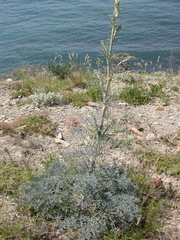 Seseli ponticum