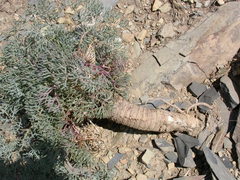 Seseli ponticum
