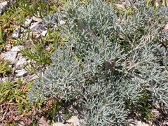 Seseli ponticum