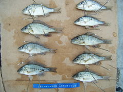 Scarlet Fin Lethrinus photo 2