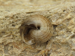 Xerosecta