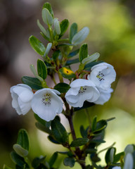 Eucryphia milliganii
