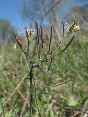 Ceutorhynchus atomus