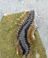 Amphinomidae
