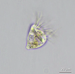 Strobilidium caudatum