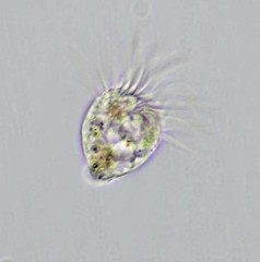 Strobilidium caudatum