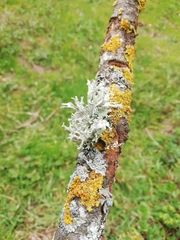 Ramalina fraxinea
