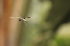 Zygonyx natalensis