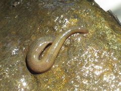Erpobdellidae