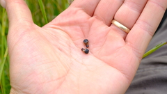 Willdenowia glomerata