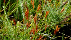 Willdenowia glomerata