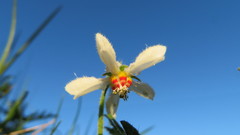 Blumenbachia insignis