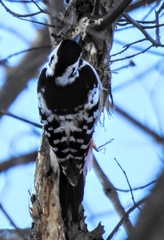 Dendrocopos leucotos