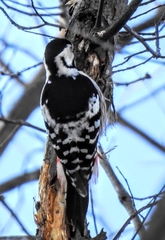 Dendrocopos leucotos