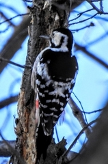 Dendrocopos leucotos