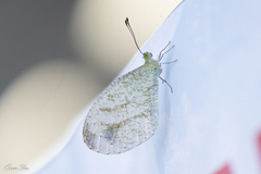 Leptosia nina niobe