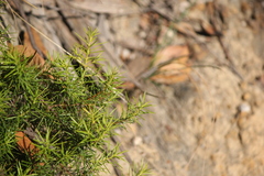 Hibbertia exutiacies