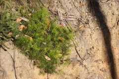 Hibbertia exutiacies