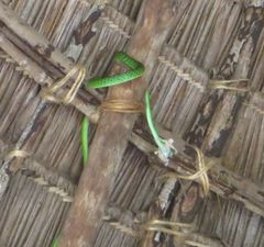 Philothamnus punctatus