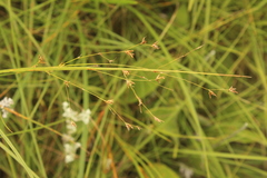 Scleria woodii