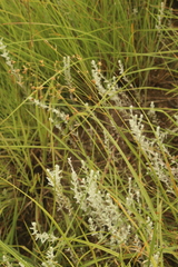 Scleria woodii