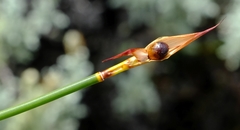 Willdenowia glomerata