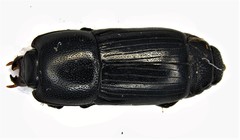 Platysoma parallelum