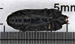 Platysoma parallelum