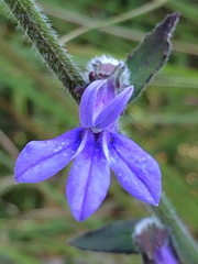 Lobelia reverchonii