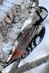 Dendrocopos leucotos