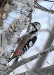 Dendrocopos leucotos