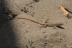 Acanthodactylus erythrurus