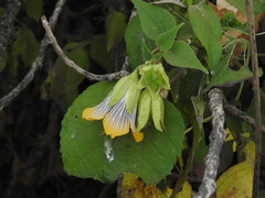 Abutilon ranadei
