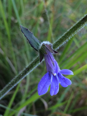 Lobelia reverchonii