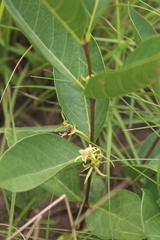 Vangueria