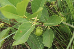 Vangueria