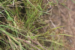 Cyperus pumilus